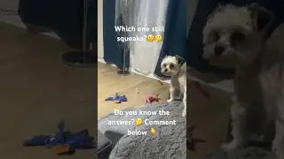 Which toy still squeaks?🤨🤔🤭
