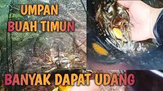 Banyak Dapat Udang Sungai Pasang Bubu Payung Umpan Buah Timun Kampung. #pareasquadparam
