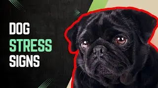 Understanding Dog Stress: Signs and Quick Solutions | Stress in Dogs