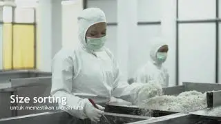 Uji Kelayakan Ikan Teri by Crystal of the Sea (Episode 2)