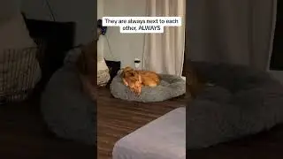 Foster dog bonds with resident dog and ends up getting adopted into the family!