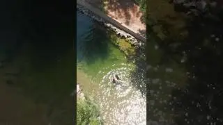 Do Horses Like Ponds? 🐴 #naturalpool #ponds #transformation #nature #horses #swimming #pool