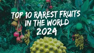 Fruit Treasure Hunt: The 10 Most Rarest Fruits on Earth