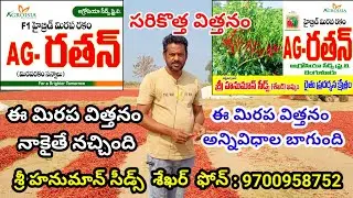 ఈ సరికొత్త మిరప విత్తనం ఒక రైతుగా నాకైతే నచ్చింది | Mirchi seeds telugu | Mirapa vithanalu telugu