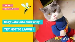 Baby Cats 😺 Cute and Funny 😹 | Cat Videos Compilation  2021 HD
