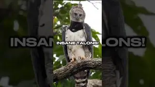 The Bird With Deadly Grizzly-Sized Talons! #wildlife #facts