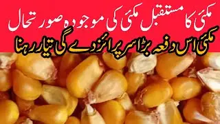 Maize rate today Punjab Pakistan// Current situation and future of maize 2025/26