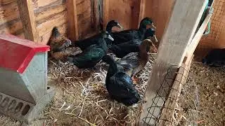 Housing Your Ducks - Flooring and Bedding For Your Duck Coop