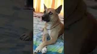 Look at His Charming Attitude🐕✨#shorts #ytshorts #leo #dbrownmixstudio #dog #cutedog
