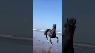 Unstoppable Horse running at full speed on the beach #viral #trending #beach #horse #shorts #short