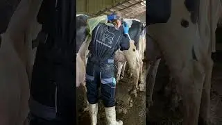 Cows Eggs😳 How Does Cows Pregnancy Go? Newborn Calf Check #amazing #howitworks #cattlebreeding