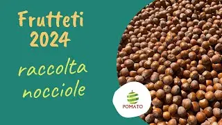 Le nostre nocciole - Raccolta