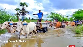 cow video | Bullock cart lake water ride in heavy mud ride | ox video | hallikar bull videos