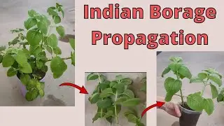 Mexican Mint/Indian Borage Propagation
