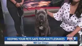 Keeping Your Pets Safe From Rattlesnakes