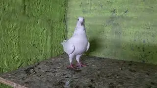 🕊my loft pakka top quality female and male parava birds #sales #pigeon #pigeonlover #kabootar 🕊❤️🕊