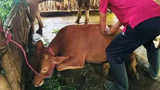 PENANGANAN SAPI TIDAK MAU MAKAN DAN MALAS BERDIRI TEREKNA PENYAKIT BOVINE EPHEMERAL FEVER (BEF)