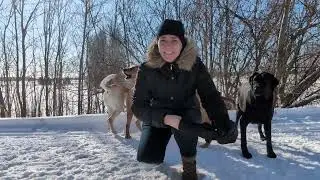 Snow Trail Exploration with My Dogs | Calm Winter Walk
