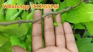 Seedless Custard apple Plant
