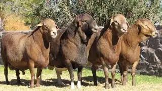 THE BEST SHEEP BREED IN AFRICA - MEATMASTER SHEEP OF SOUTHERN AFRICA