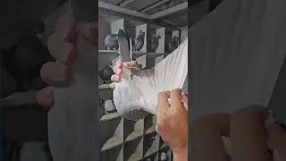 Checking pigeons condition #pigeon #kalapati #pigeonrace #homingpigeon #merpati #kabootar #kabutar