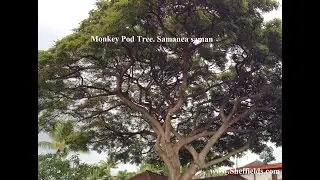 Tree Seed Collecting with  Monkey Pod Tree in Hawaii