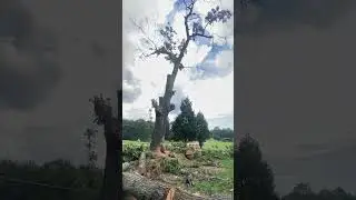 Hollow Oak Tree Fell in Walnut Cove NC
