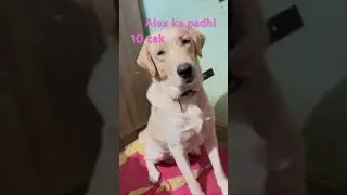 Alex 10 तक पढ़ाई की #funny #comedy #simmba #love #comedyfilms #cute #shorts #trending #newमारवाड़ी