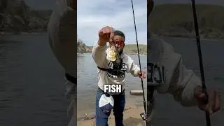What Does a Fish Head Catch?