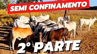 Semi Confinamento na Seca - Novilha de Corte