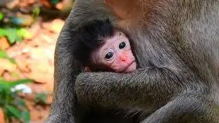 How Pity Of This Cute Baby One! Baby Monkey Nursing From Mother | Sweet Moment Between Mom & Baby