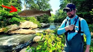 This Is NOT the Fish I Was After!!! | Brown Trout on the Soquee River