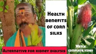 🌽Health benefits of corn silks|Alternative for dialysis|Medicinal uses of maize styles|#satisfying