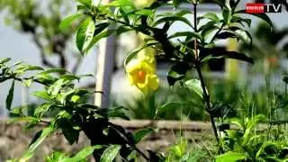 Allamanda - Flore &Icirc;le de la R&eacute;union