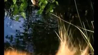 Tobi Duckwatching