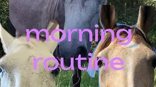 morning routine with the ponies!!#horse #bestpony #equestrian #pony #morning #routines with #ponies
