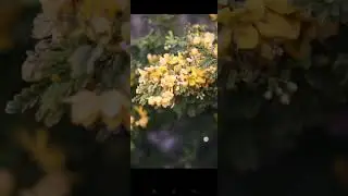 edit with android.. #nature #flowers #naturelove #pixelart
