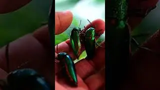 Go Out And Catch Jewel Beetle: The Most Beautiful Insect
