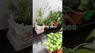Small garden 🏡 #new #trending #garden#viral #smallgardenideas #morningroutine