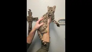 Geoffroy's Cat