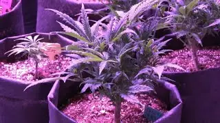 Oklahoma's marijuana industry: After the grow lights