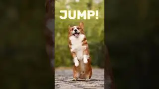 Dogs Know Best &ndash; A Lesson in Joy 🐾