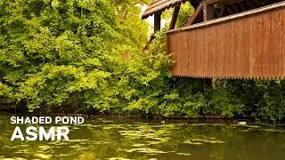 🍃 ASMR &ndash; A Shaded Summer Day | Soft Movement, Calm Waters & Quiet Mind  #HealingNature