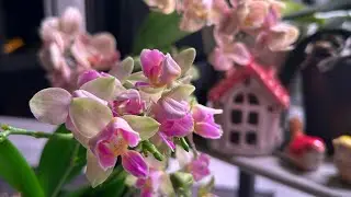 Мои обновочки 🥰 ОРХИДЕИ на кухонном СтЕлЛаЖе