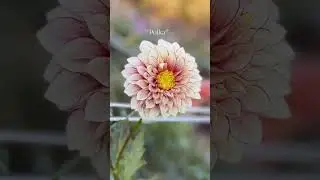 Polka 🦊🌸🦊
