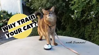 WHY TRAIN YOUR CAT? Here&rsquo;s Why Cat Training at Home Is Good!