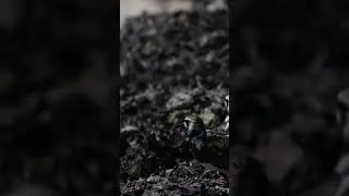 -10- Turnstones are not disturbed by the seal howling and wind