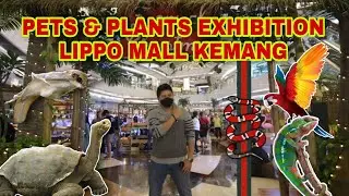 JAJAN REPTIL PAKE BONUS AKHIR TAHUN | PETS AND PLANTS DAY VOLUME 3
