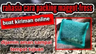 Cara Packing Maggot fresh Buat Kiriman Online | Budidaya Maggot BSF