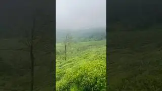 This green therapy hits different 🌱 #shorts #shortvideo #viral